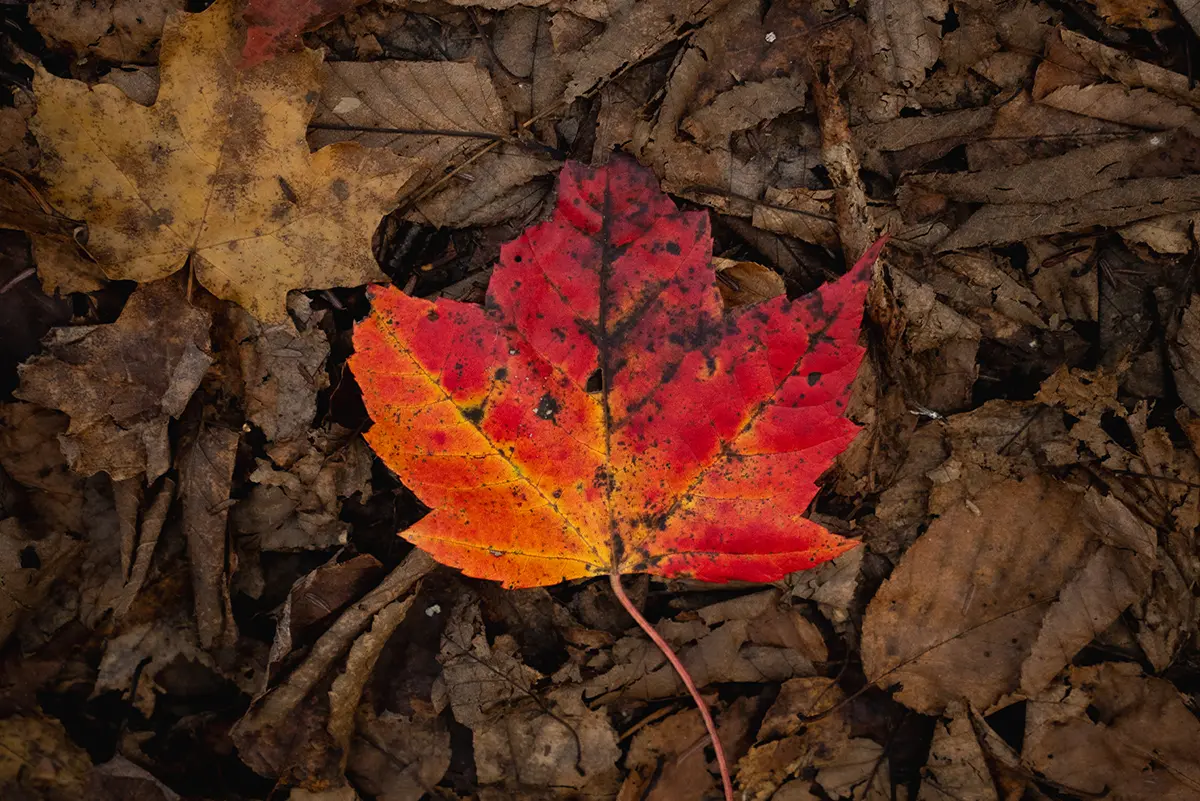 Une feuille colorée rouge et jaune posée sur des feuilles brunes.