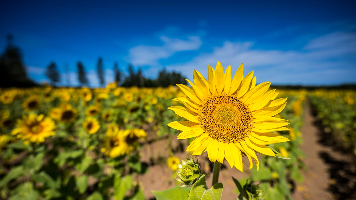 Primer plano de un girasol en un campo amplio, fotografiado con el gran angular Tamron 16-30 mm F/2,8 Di III VXD G2, que muestra su fuerza como objetivo de fotografía de paisajes para escenas de viajes y naturaleza.