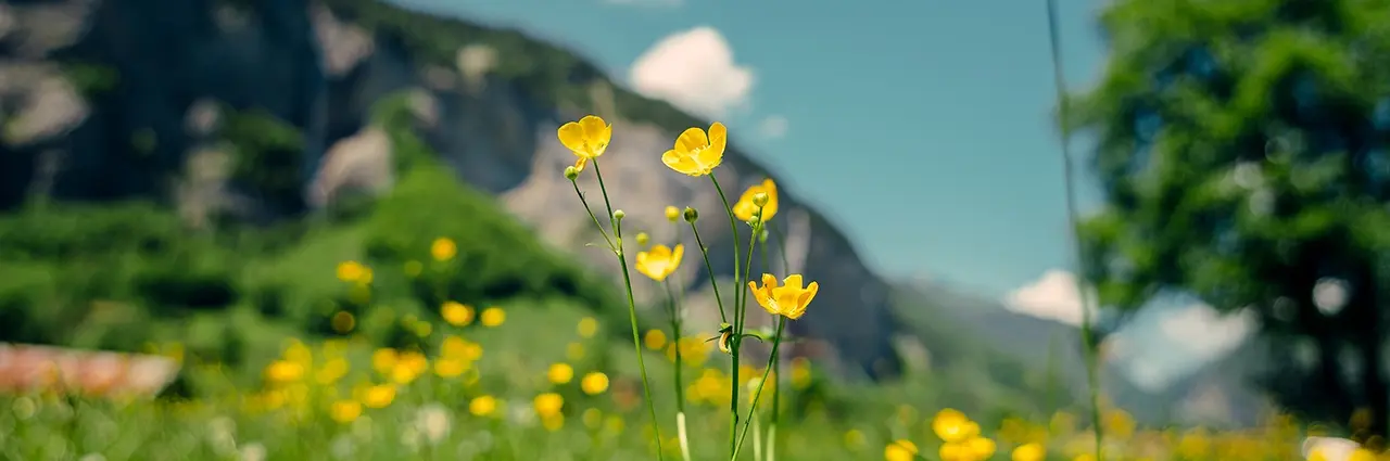 Fleurs sauvages jaunes dans une prairie avec des montagnes en arrière-plan.