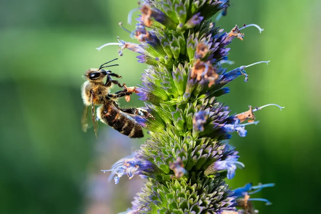 Macro lens close-up of a bee collecting nectar on a purple flower spike