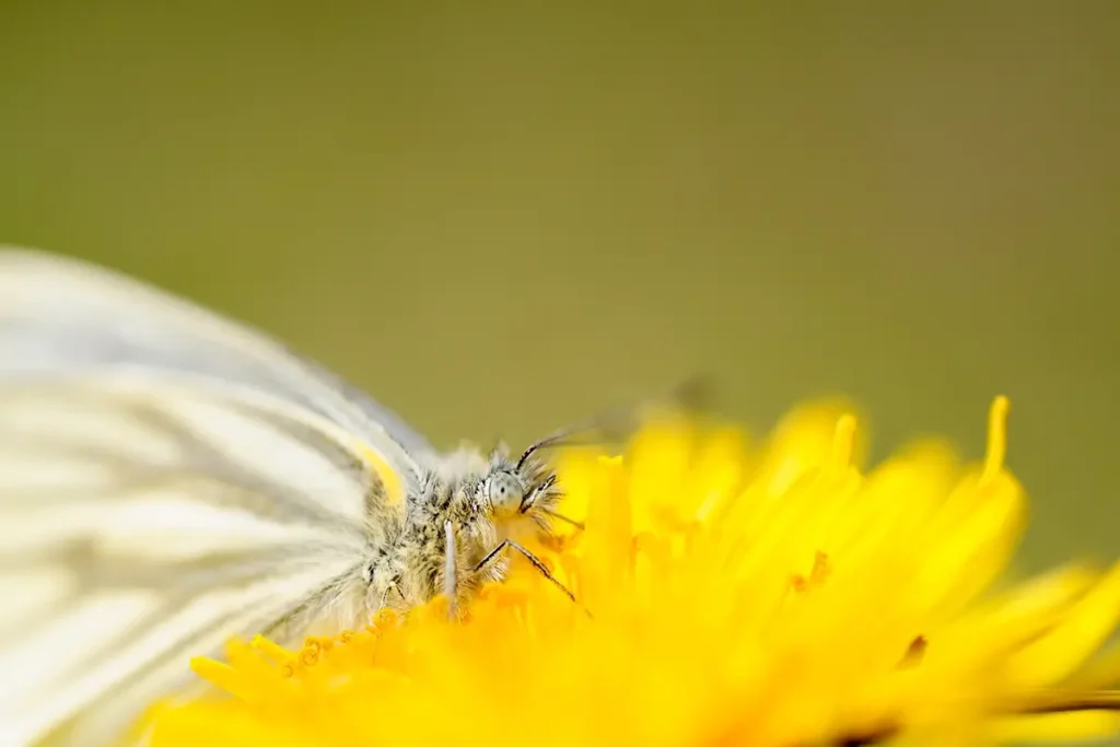 Macro lens close-up of a butterfly on a yellow flower with detailed textures