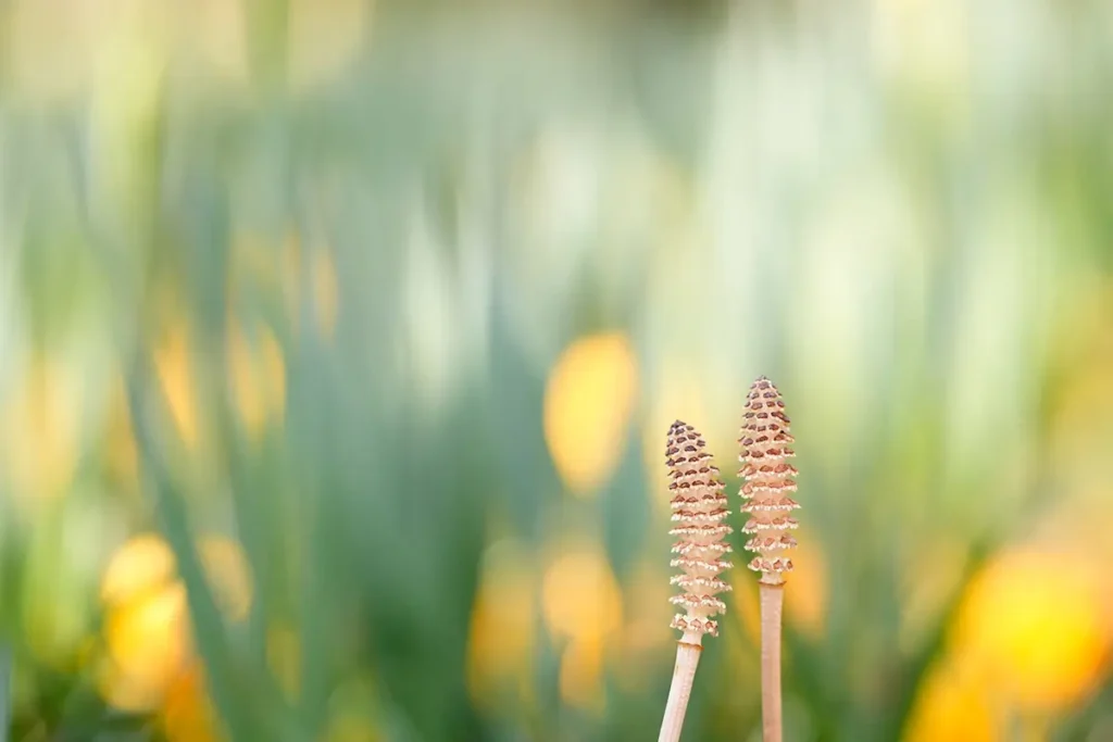 Macro lens close-up of two horsetail plants with soft green and yellow bokeh background