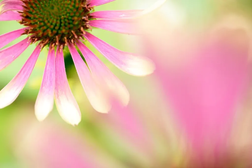 Macro lens close-up of a pink flower with soft background blur and detailed petals