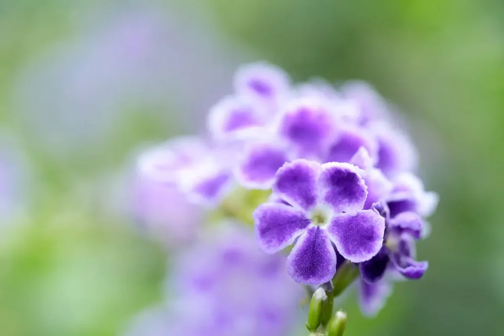 Close-up macro lens photo of a purple flower with soft background bokeh