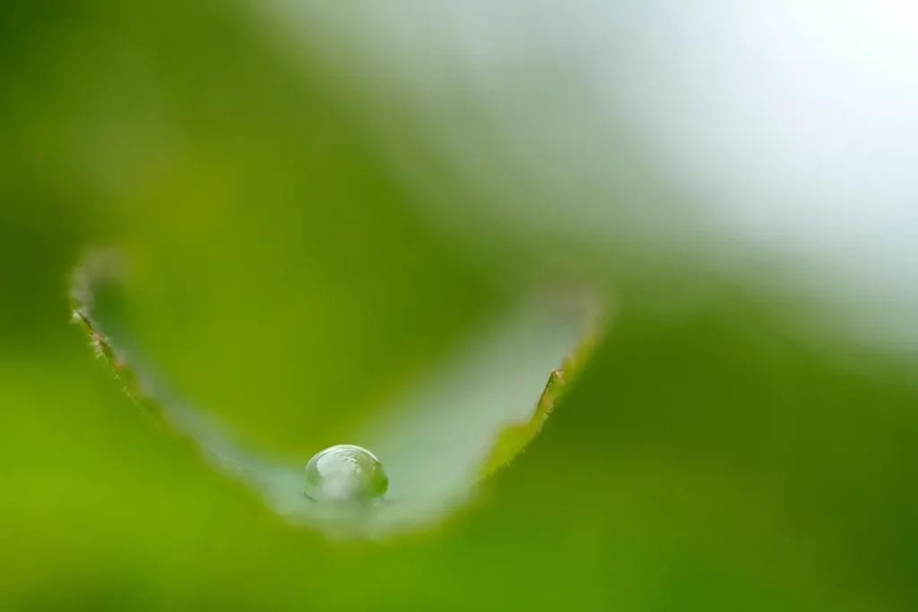 Macro lens close-up of a water droplet on a green leaf with soft blurred background