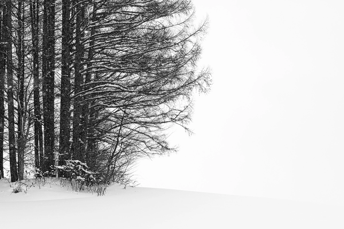 Close-up of snowy trees in a minimalist winter landscape during snowfall in Hokkaido, Japan.