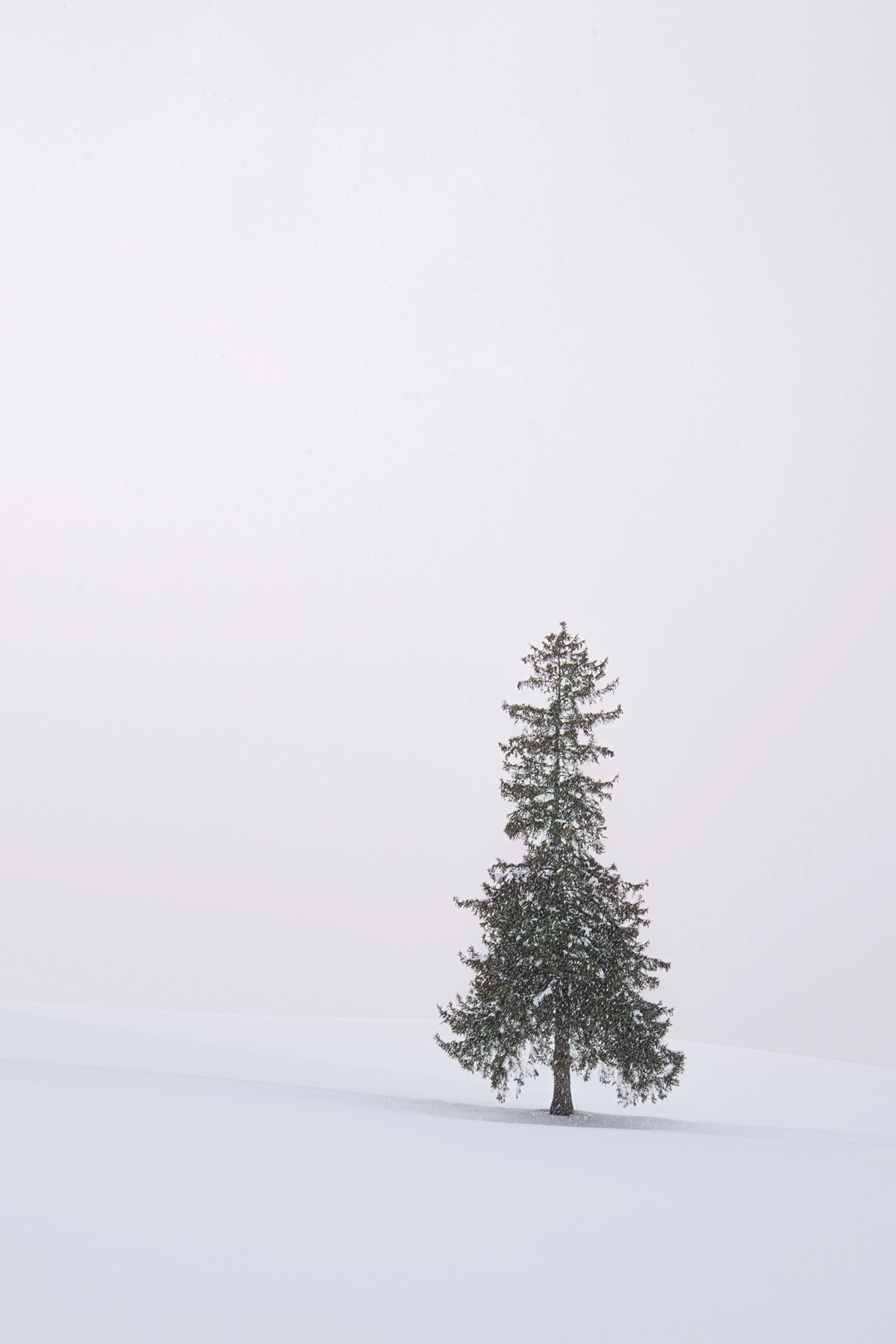 Single snow-covered tree in a minimalist winter landscape in Hokkaido, Japan.