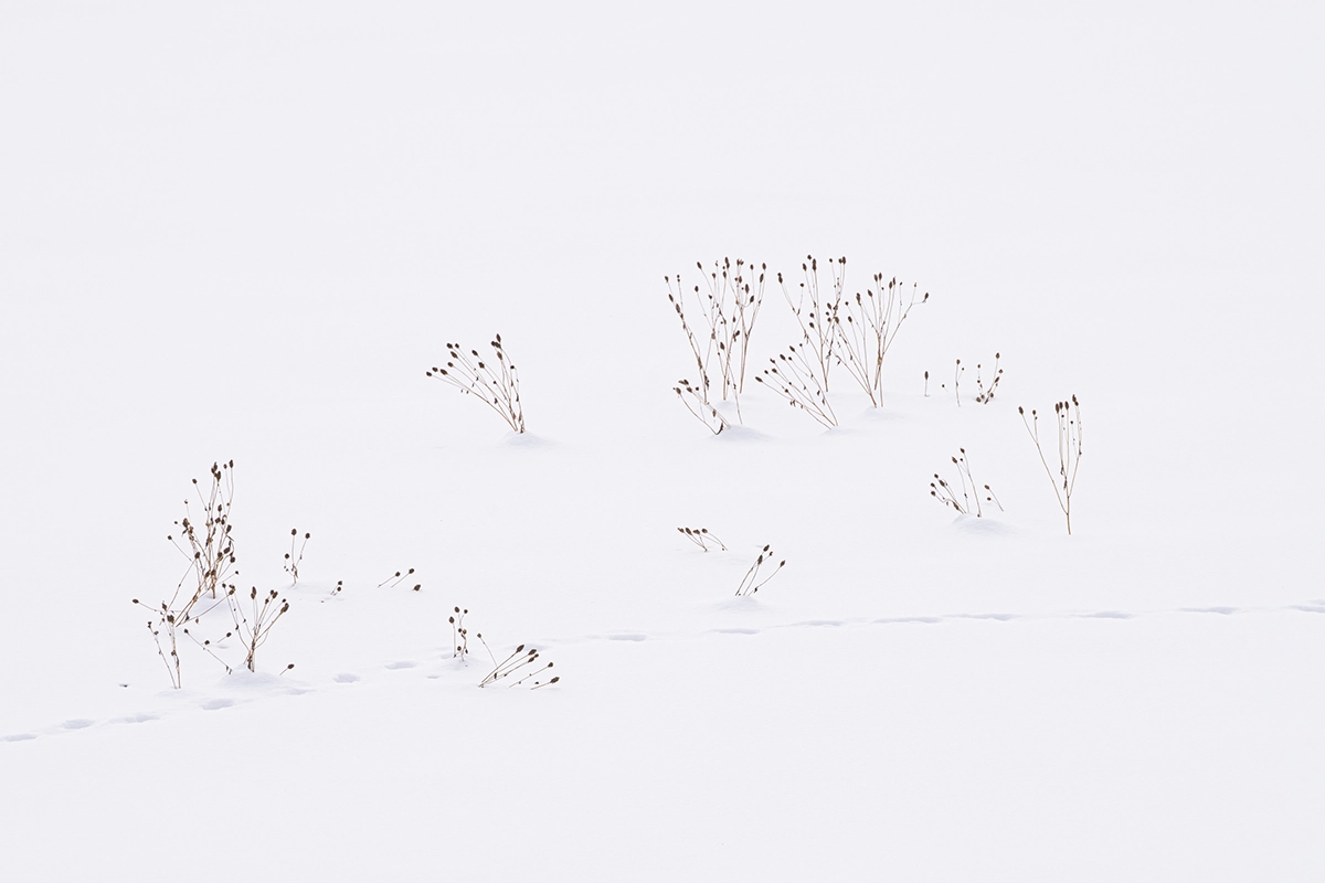 Dried plants emerging from snow in a minimalist winter landscape in Hokkaido, Japan