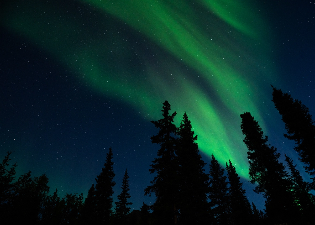 Une aurore boréale verte illuminant le ciel nocturne au-dessus de silhouettes d'épicéas, un exemple étonnant d'aurore en Alaska et de photographie de paysage nocturne en Alaska.