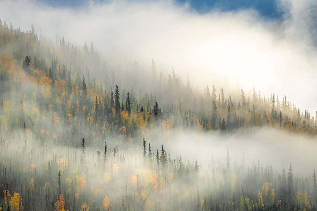 Brouillard dérivant à travers une forêt d'épicéas au feuillage d'automne doré, capturant l'atmosphère lunatique des couleurs d'automne de l'Alaska et de la photographie de paysage de l'Alaska.