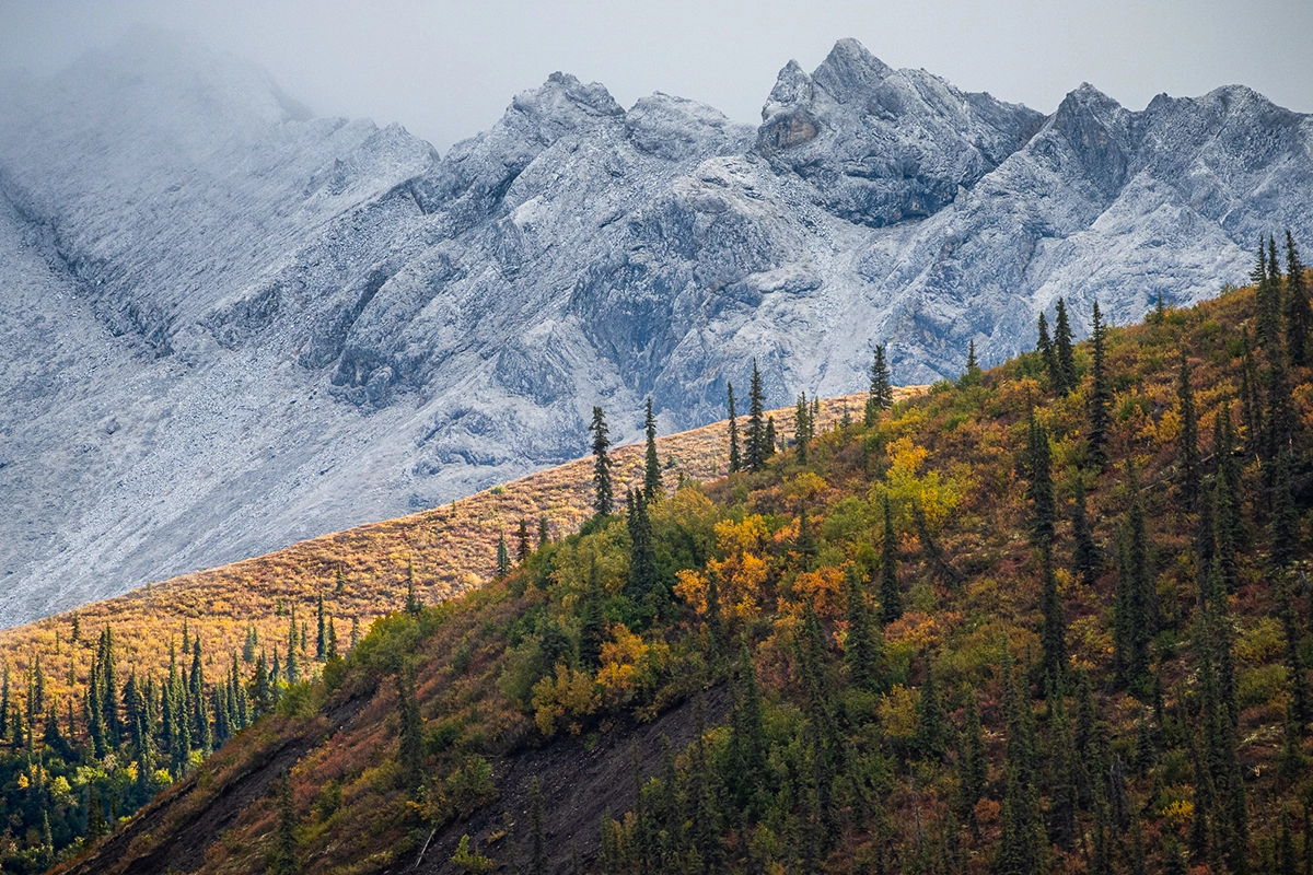 Montagnes enneigées s'élevant au-dessus des pentes dorées et vertes de la toundra pendant les couleurs d'automne de l'Alaska, une vue classique pour la photographie de paysage en Alaska.