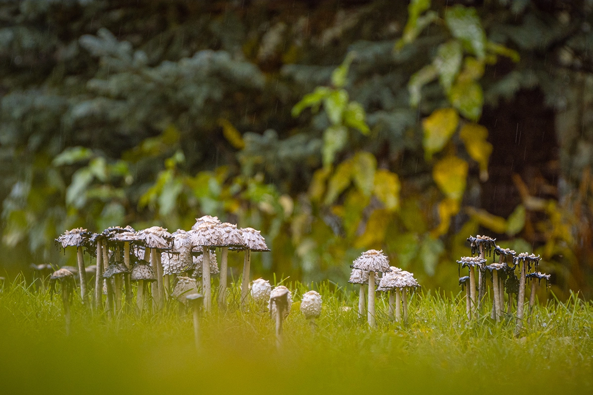 Grappe de champignons délicats poussant dans l'herbe humide après la pluie, illustrant les petites merveilles de l'Alaska.