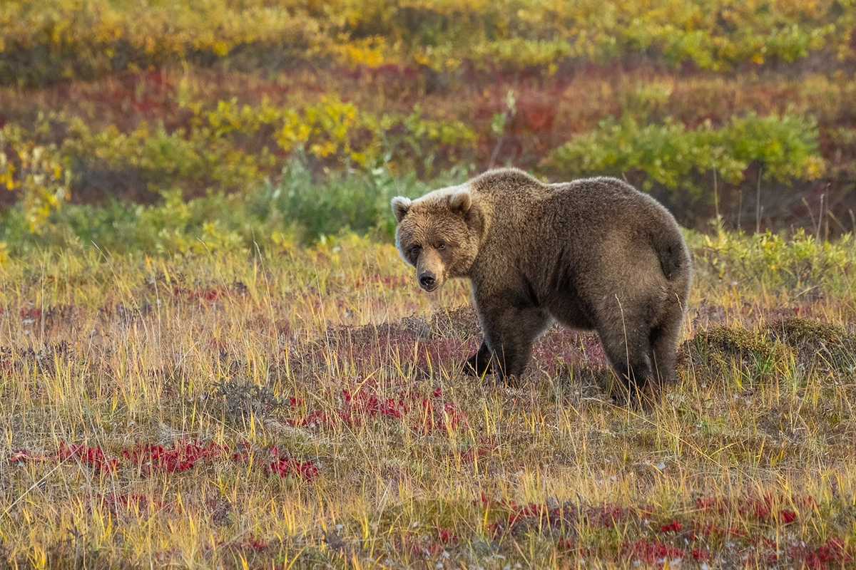 Ours brun en alerte dans une prairie de toundra dorée entourée de feuillage d'automne, capturé lors d'une photographie animalière en Alaska au plus fort des couleurs automnales.