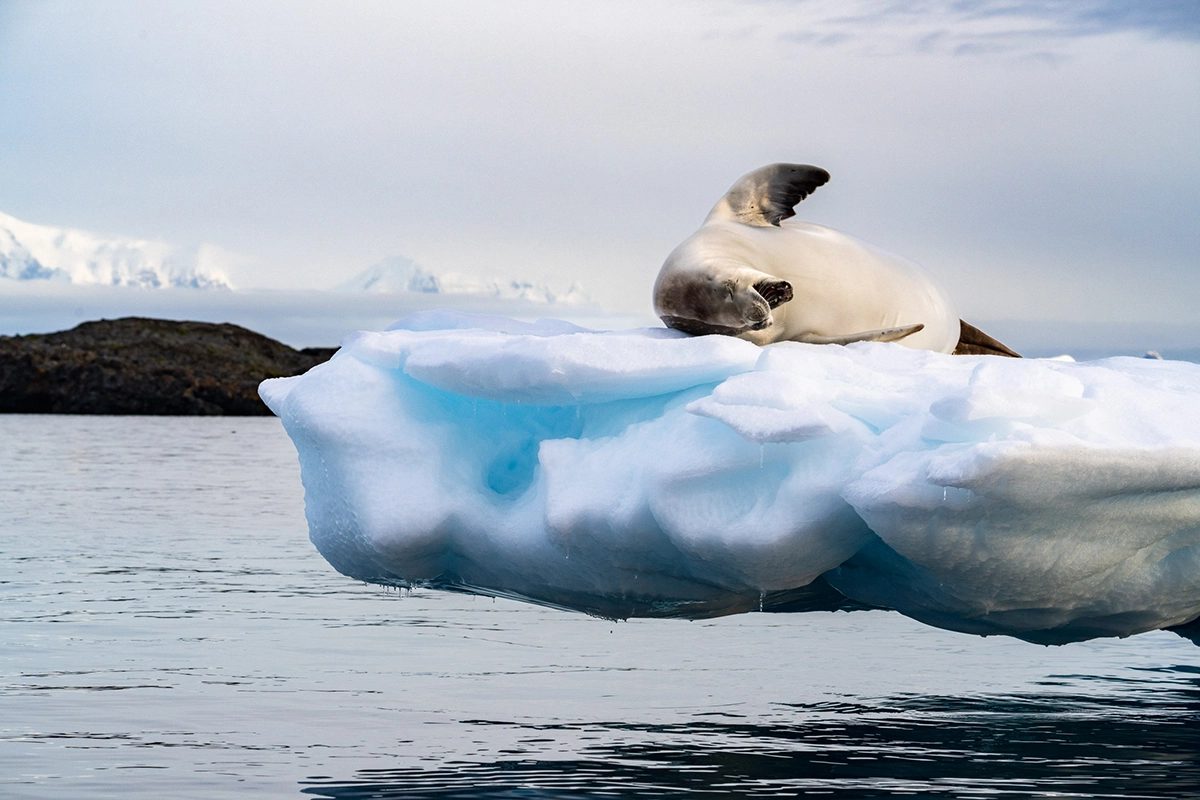 Crab-eater seal lying on a floating iceberg in calm Antarctic waters during an Antarctica cruise photography expedition.