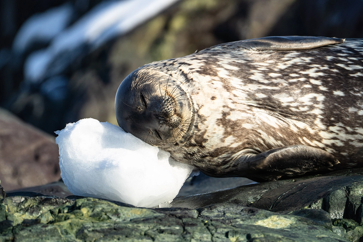 Seal sleeping on a rock using a chunk of ice as a pillow during an Antarctica cruise photography expedition.