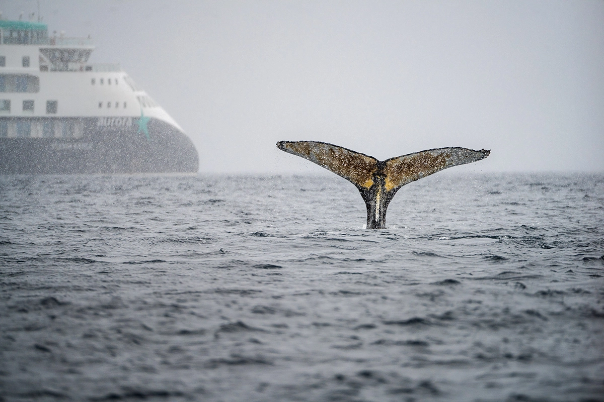Whale tail emerging from the water with an expedition cruise ship in the background during an Antarctica photography tour.