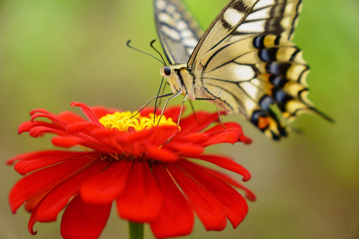 Mariposa sobre una flor roja fotografiada con un objetivo de cámara APS-C a una distancia mínima de objeto cercana, mostrando detalles nítidos y un fondo suave.