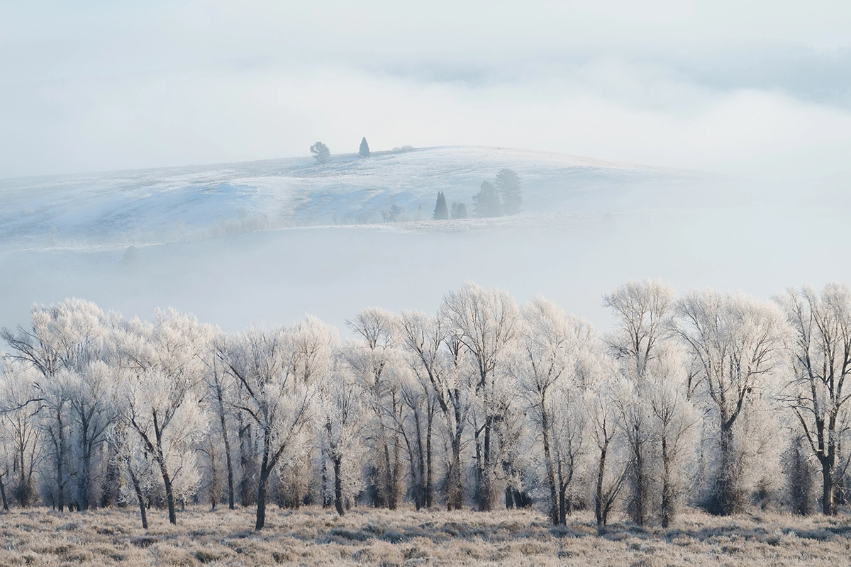 Frost-covered trees and misty rolling hills in soft winter light — a serene landscape showcasing composition and mood for photographers entering photo contests.