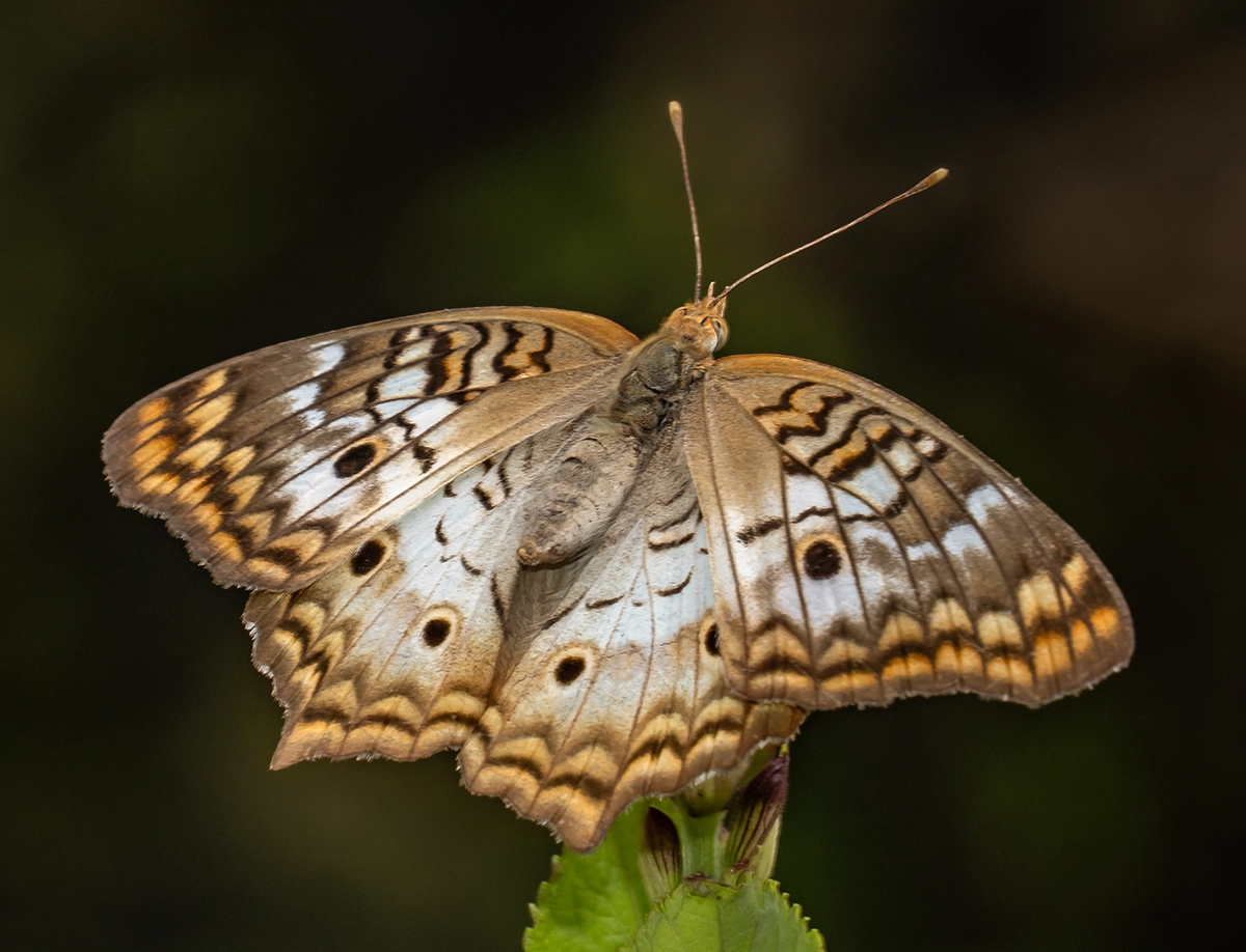 Close-up of a butterfly perched on a leaf with detailed wing patterns and soft background blur, showcasing sharp focus and composition.