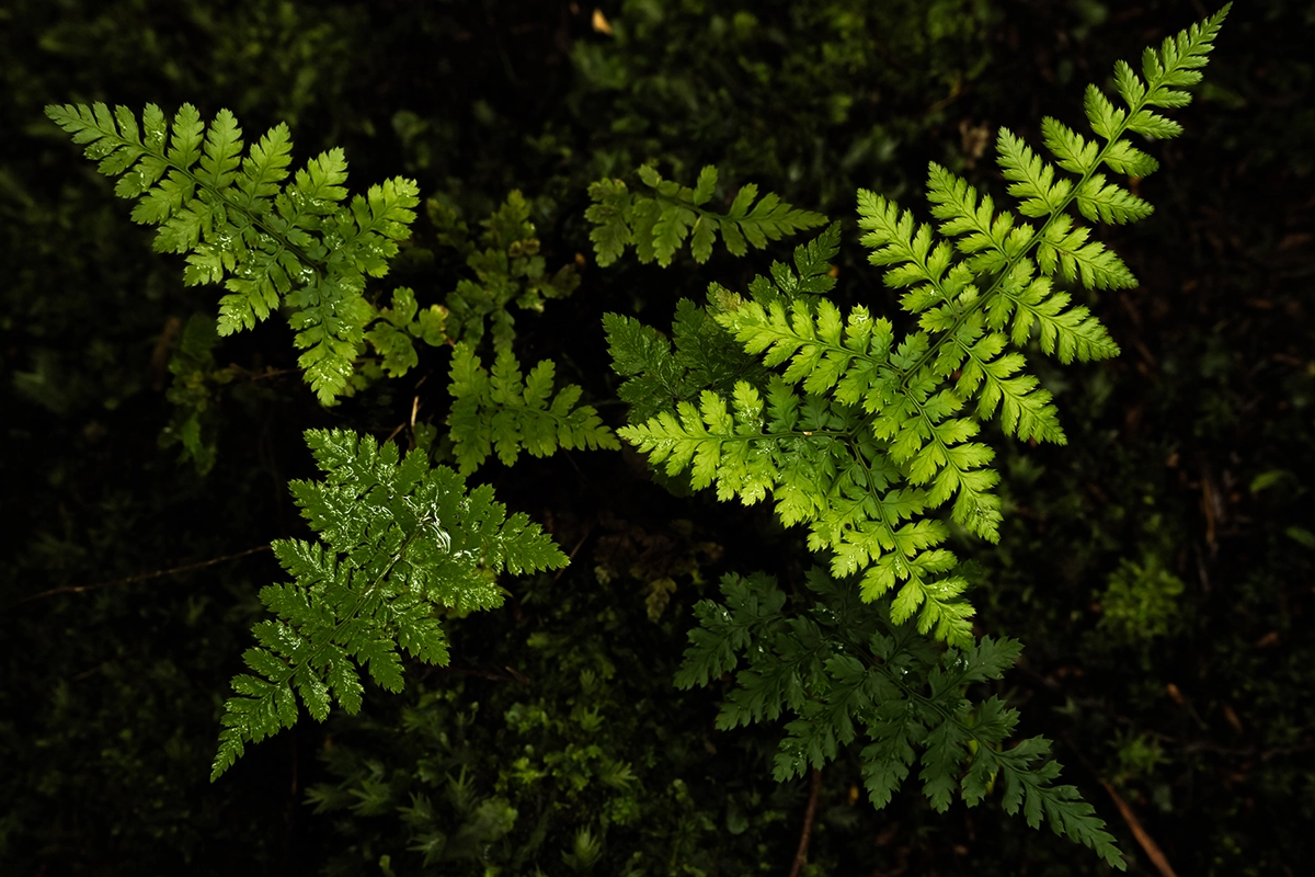 Close-up of vibrant green fern leaves against a dark forest background, demonstrating texture, contrast, and natural detail.