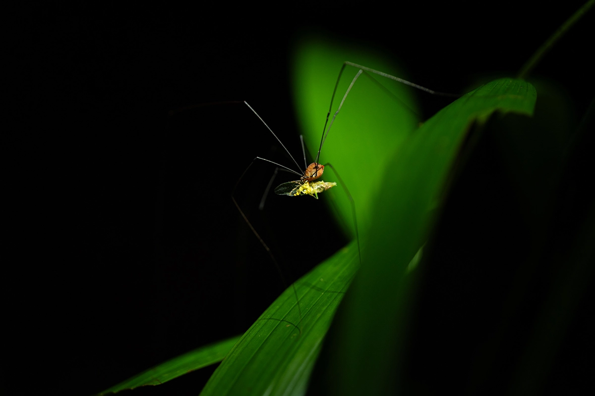 Close-up of an insect on a green leaf against a dark background, highlighting macro photography lighting and focus techniques.