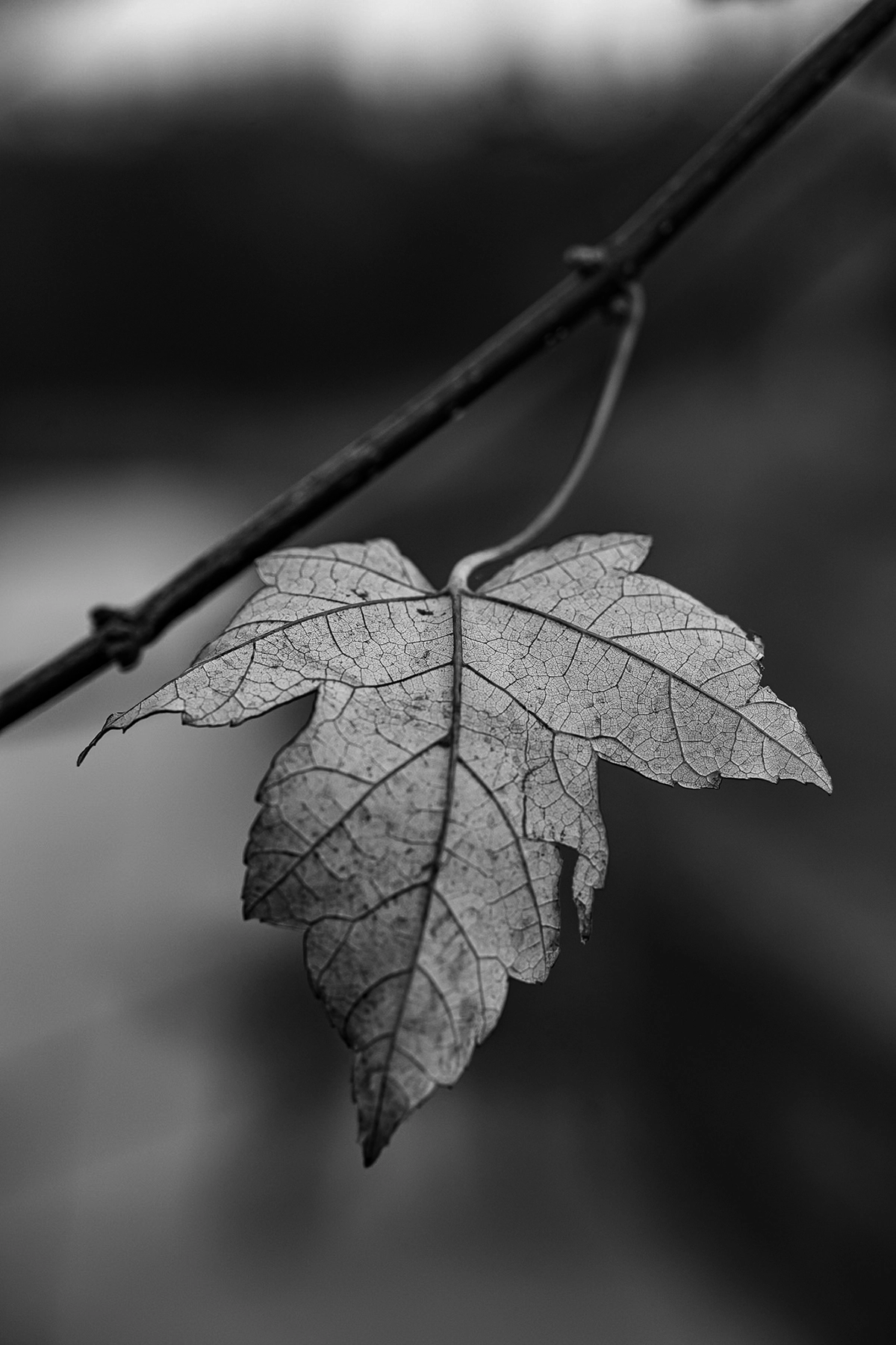Black and white close-up of a single leaf hanging from a branch, showcasing texture, contrast, and simplicity.