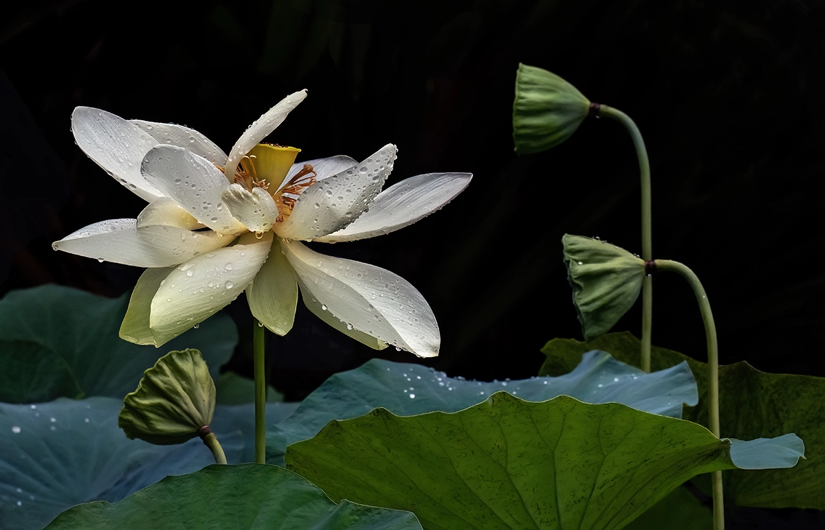 Close-up of a white lotus flower with water droplets surrounded by green leaves and buds.