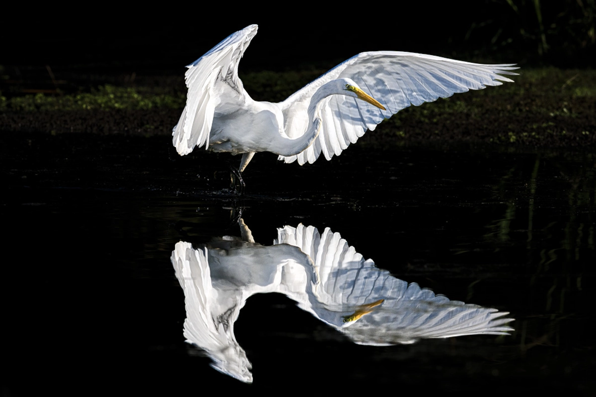 A white egret with wings outstretched reflected perfectly in dark water — an example of strong composition and lighting for photographers entering photo contests.