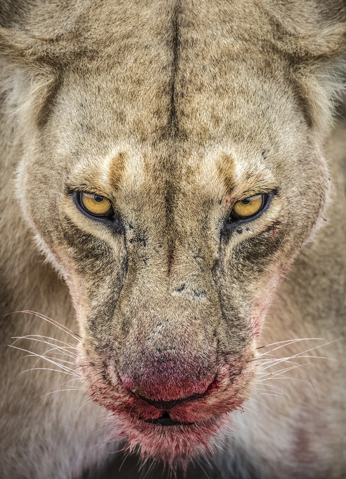 Intense close-up of a lioness with golden eyes and a blood-stained muzzle, demonstrating emotion and detail that captivate judges for photographers entering photo contests.