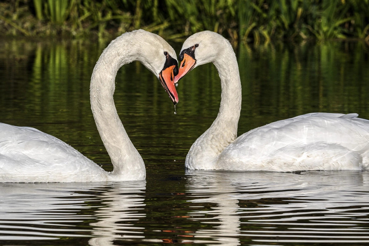 Two swans facing each other with necks forming a heart shape on calm water, demonstrating timing and symmetry.