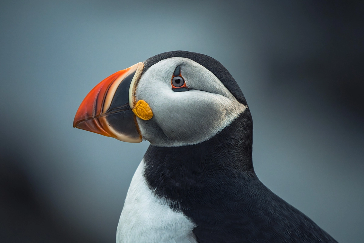 This close-up portrait of a puffin with sharp detail and soft background blur, highlighting color contrast and focus precision, was the first place winner of the wildlife category in the 2024 contest.