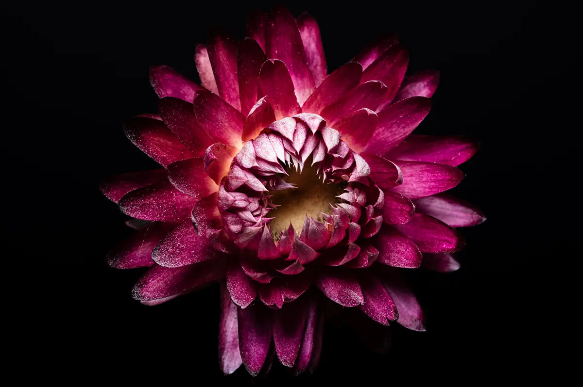 A bright pink dahlia flower against a black background.