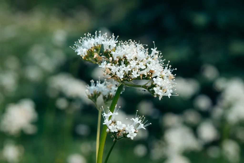 Close-up of delicate white wildflowers captured with the Tamron 90mm F/2.8 Di III VXD Macro lens, showcasing outdoor macro photography detail and creamy background bokeh.