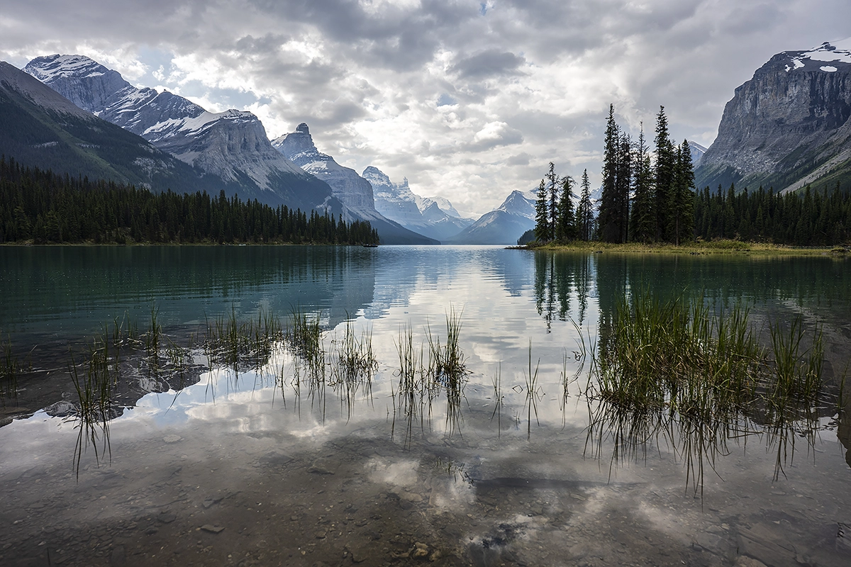 A scenic view of Maligne Lake in Canada with turquoise water and patches of tall grass growing from the shallow bottom. The water's surface reflects the cloudy sky and the surrounding mountains and pine trees with the background of majestic, snow-capped mountains
