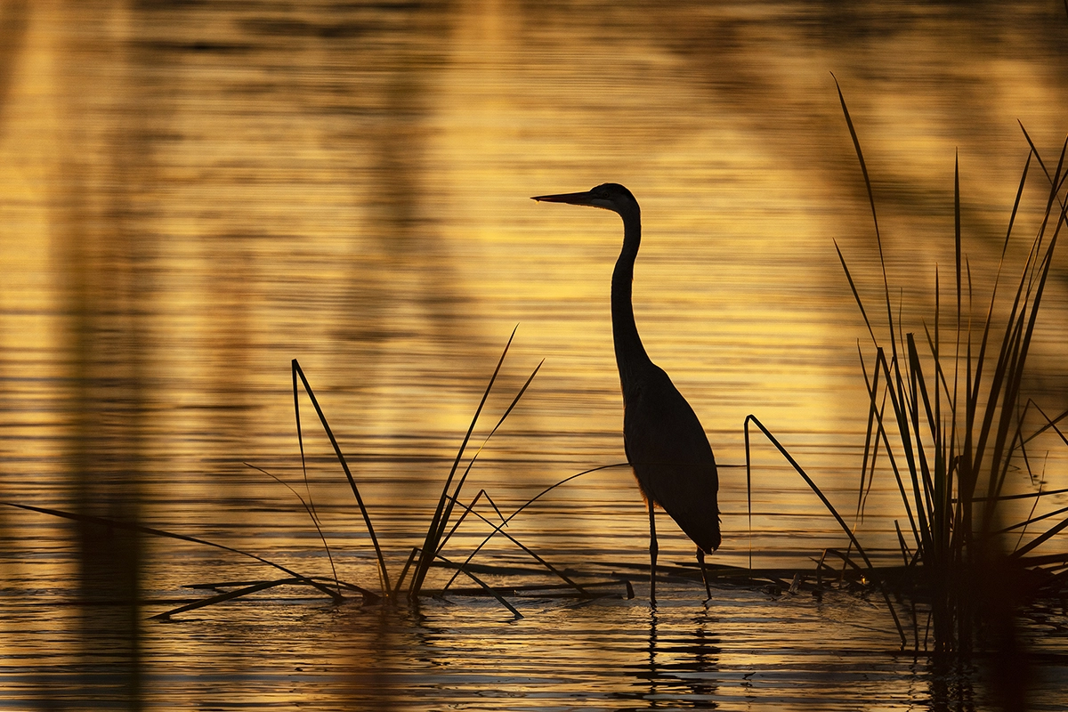 Una gran garza azul se encuentra en aguas poco profundas al atardecer, silueta contra reflejos dorados en la superficie - un ejemplo de la iluminación creativa de invierno consejos de fotografía de vida silvestre.