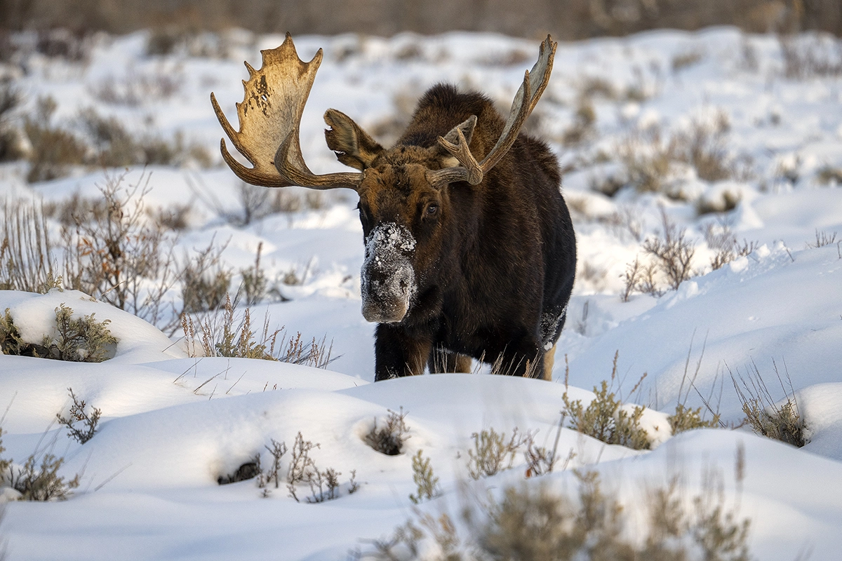 Un alce macho con el hocico cubierto de nieve se encuentra en un campo nevado rodeado de artemisa, lo que demuestra la composición de primer plano y la iluminación natural para consejos de fotografía de la vida silvestre de invierno.