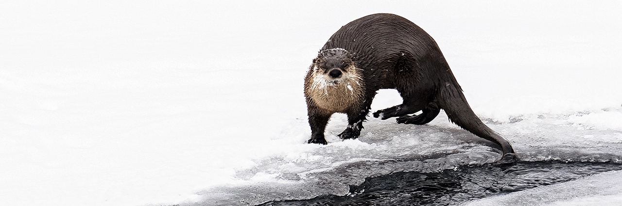 Nutria de río de pie sobre hielo cubierto de nieve junto a una abertura en el agua, mostrando el comportamiento de la fauna invernal en un entorno frío y natural.