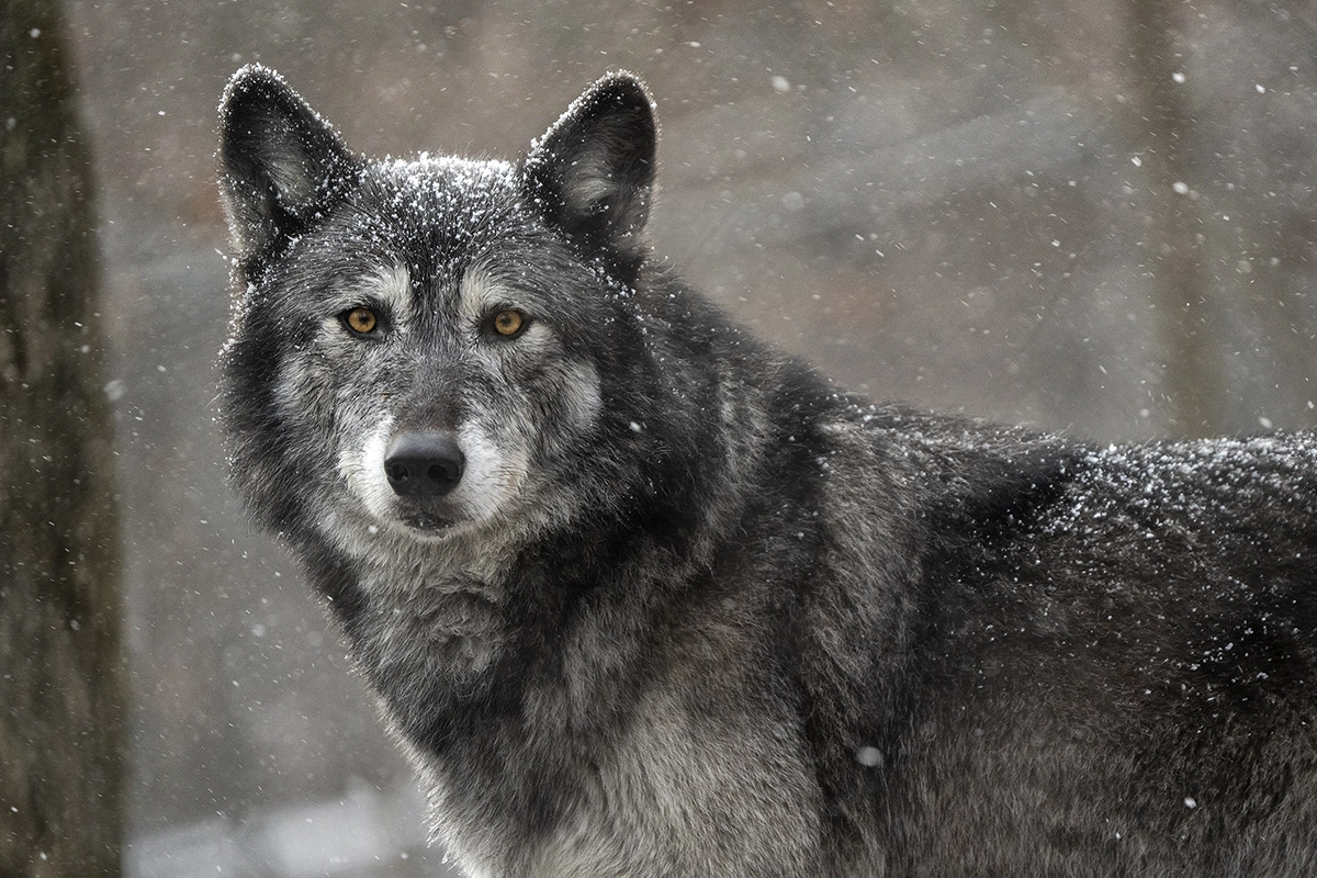 Un lobo gris permanece alerta en un bosque nevado, con el pelaje cubierto de copos de nieve y los ojos mirando directamente a la cámara.