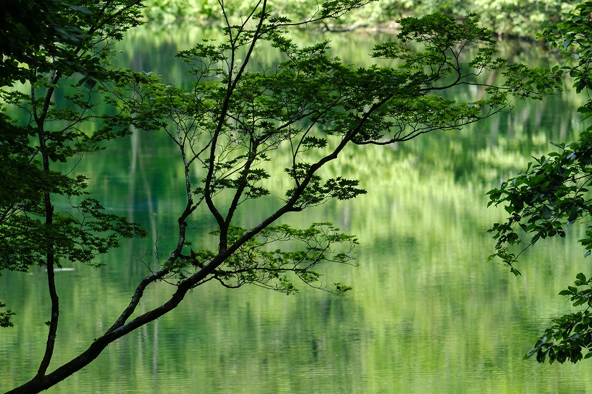 Galho de árvore com lago atrás, fotografado com uma teleobjetiva Tamron para câmeras digitais Fujifilm.