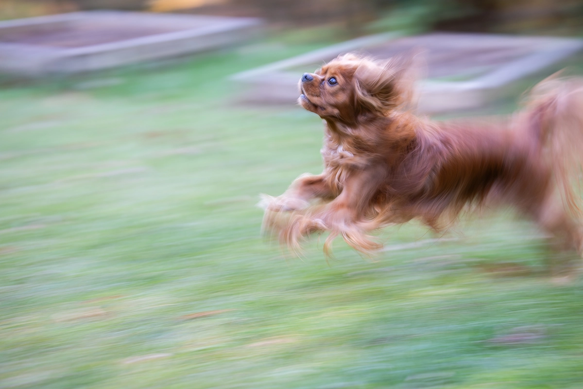 Panning photography of a running dog, showing motion blur background and dynamic movement for a sense of speed.
