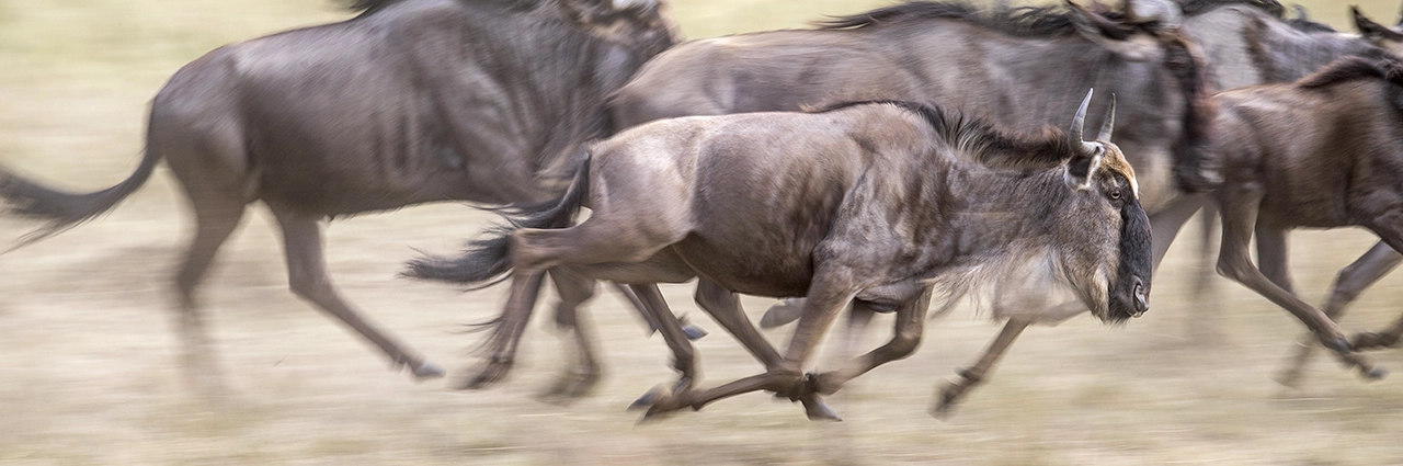 Troupeau de gnous courant à travers la savane, capturé à l'aide d'une technique de panoramique qui crée une impression de mouvement et de vitesse.