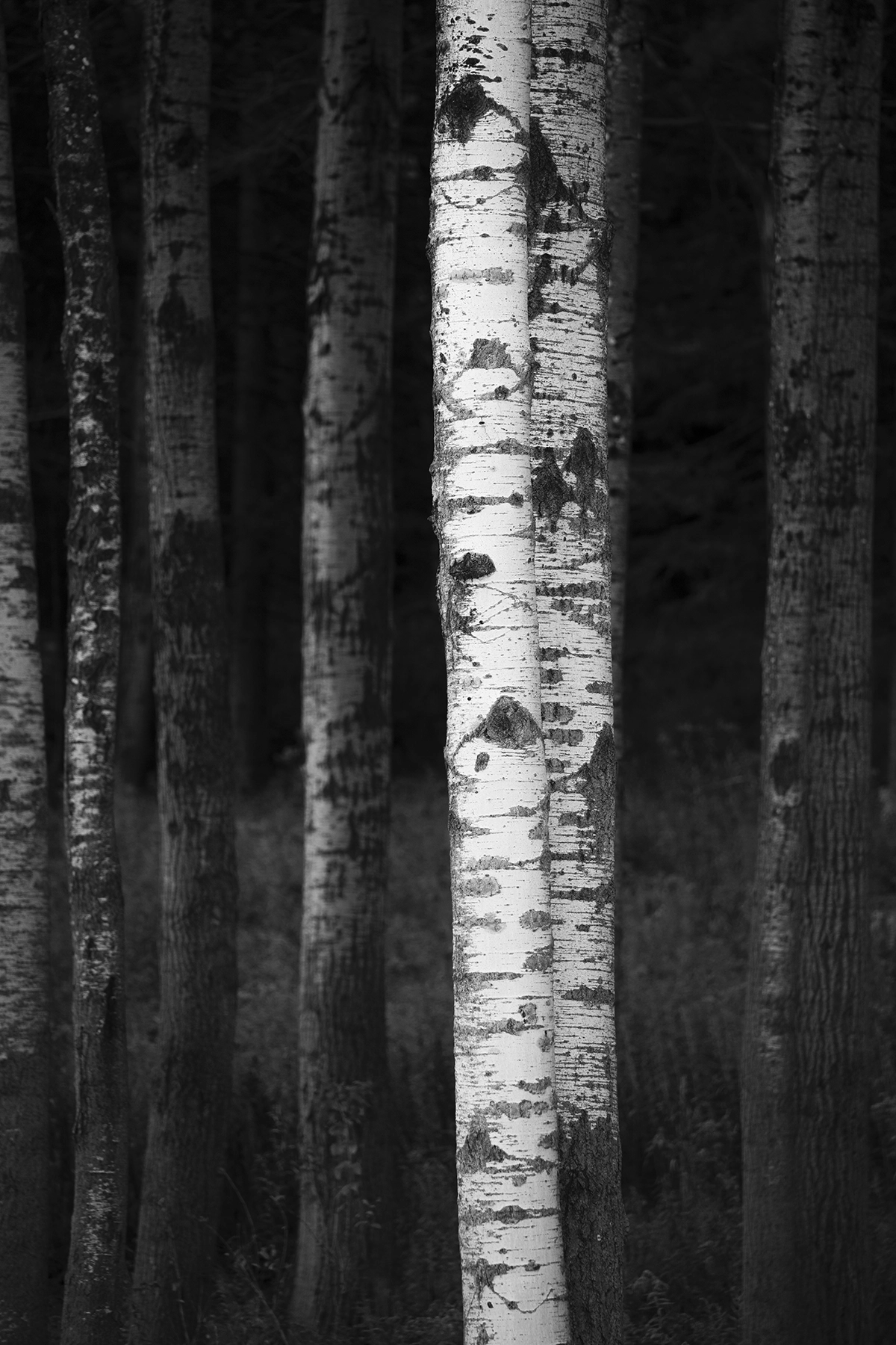 Tamron 25-200mm G2 lens mounted on mirrorless camera outdoors