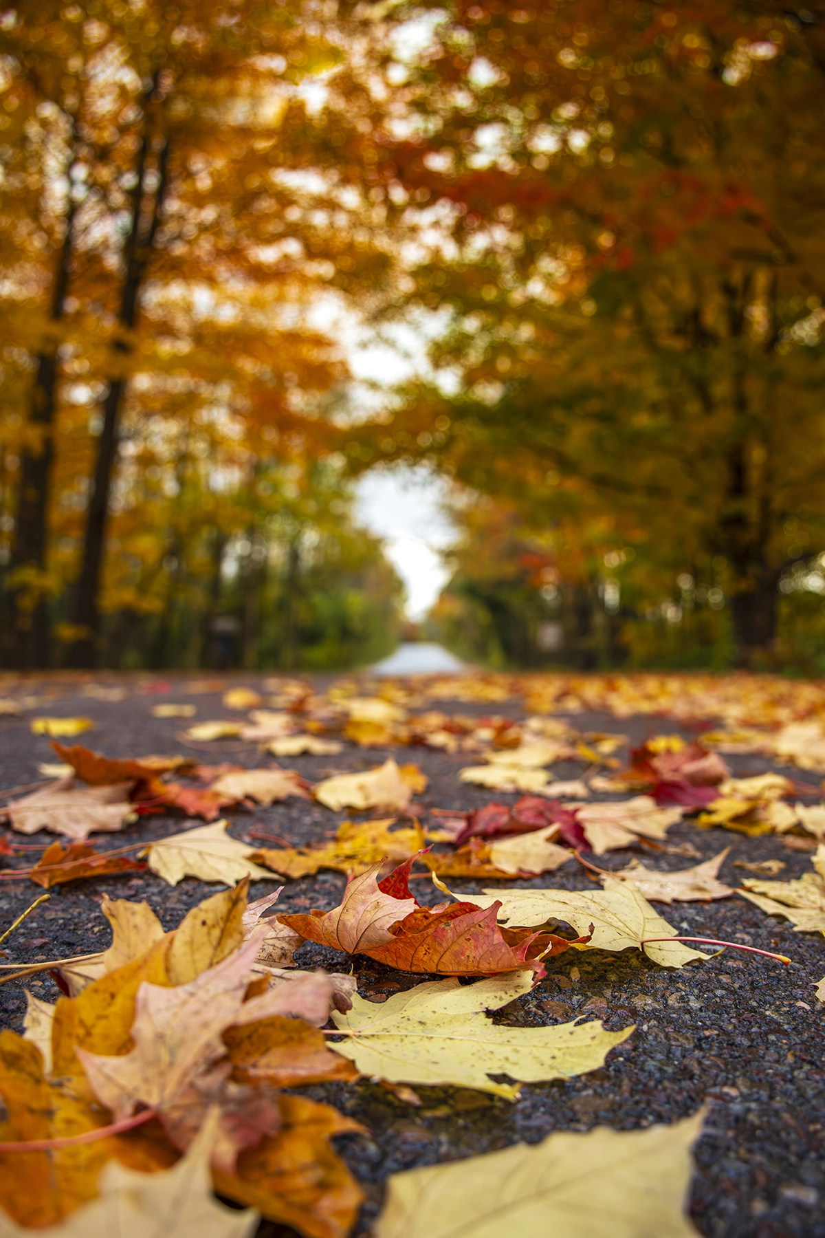Close-up of leaves showing Tamron 25-200mm G2 near-macro sharpness.