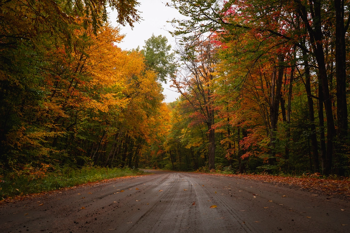 Tree-lined dirt road surrounded by vibrant fall foliage pin shades of red, orange, and gold, showcasing the dynamic range of the Tamron 28-75 G2.