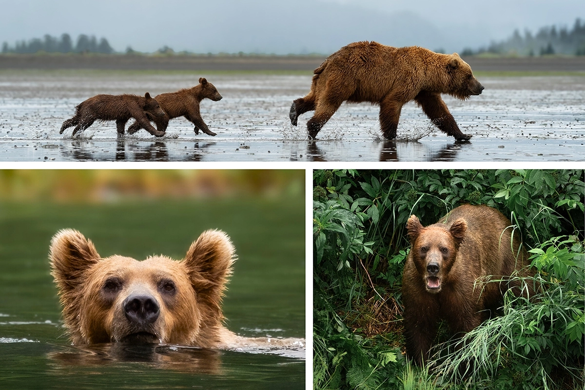Récit visuel en trois photos montrant des ours bruns nageant, marchant et explorant la forêt, afin d'illustrer la photographie narrative dans la nature.