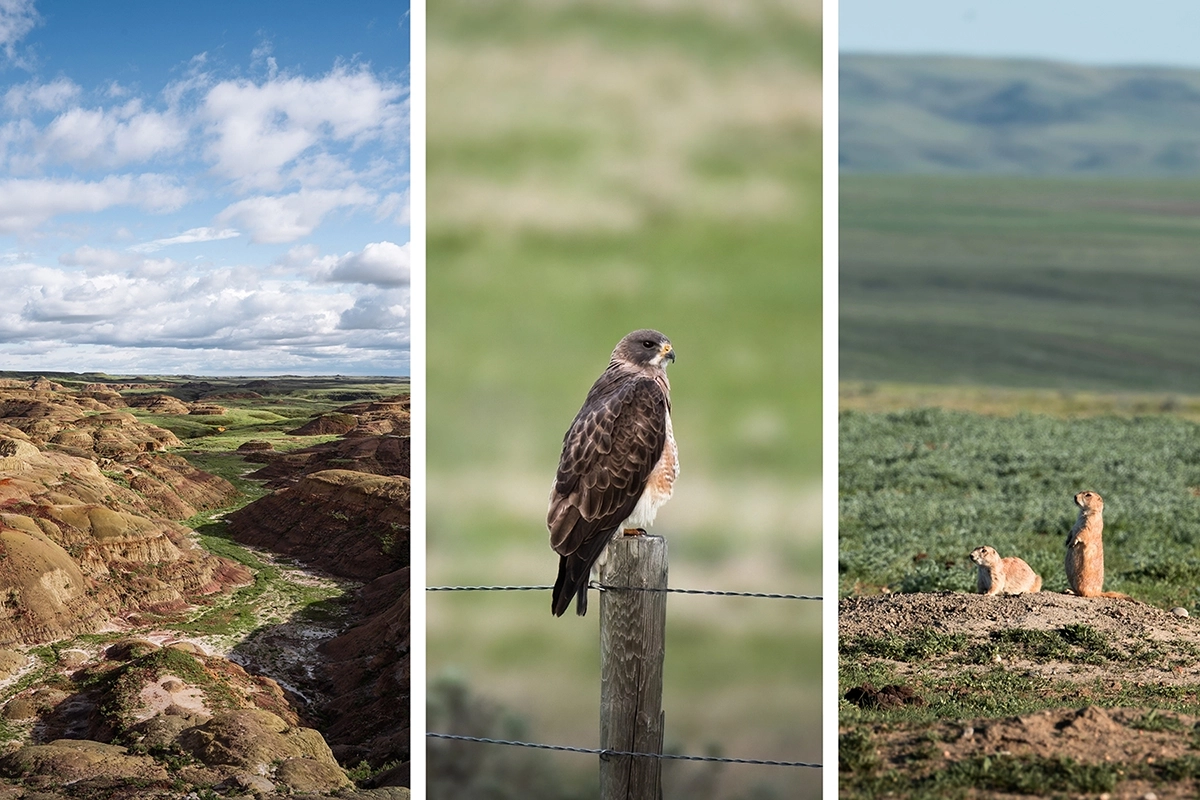 Récit visuel en trois photos illustrant la prairie, le faucon et les chiens de prairie, illustrant la photographie narrative dans la nature.