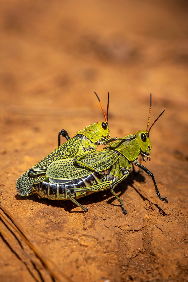 Two green grasshoppers on a sandy surface.