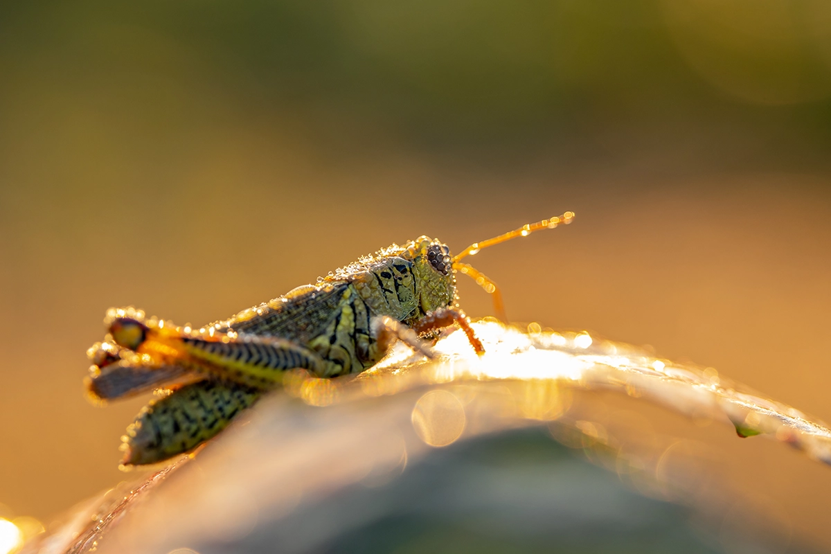Une sauterelle dont le corps est recouvert de petites gouttes de rosée qui scintillent sous les premiers rayons du soleil.