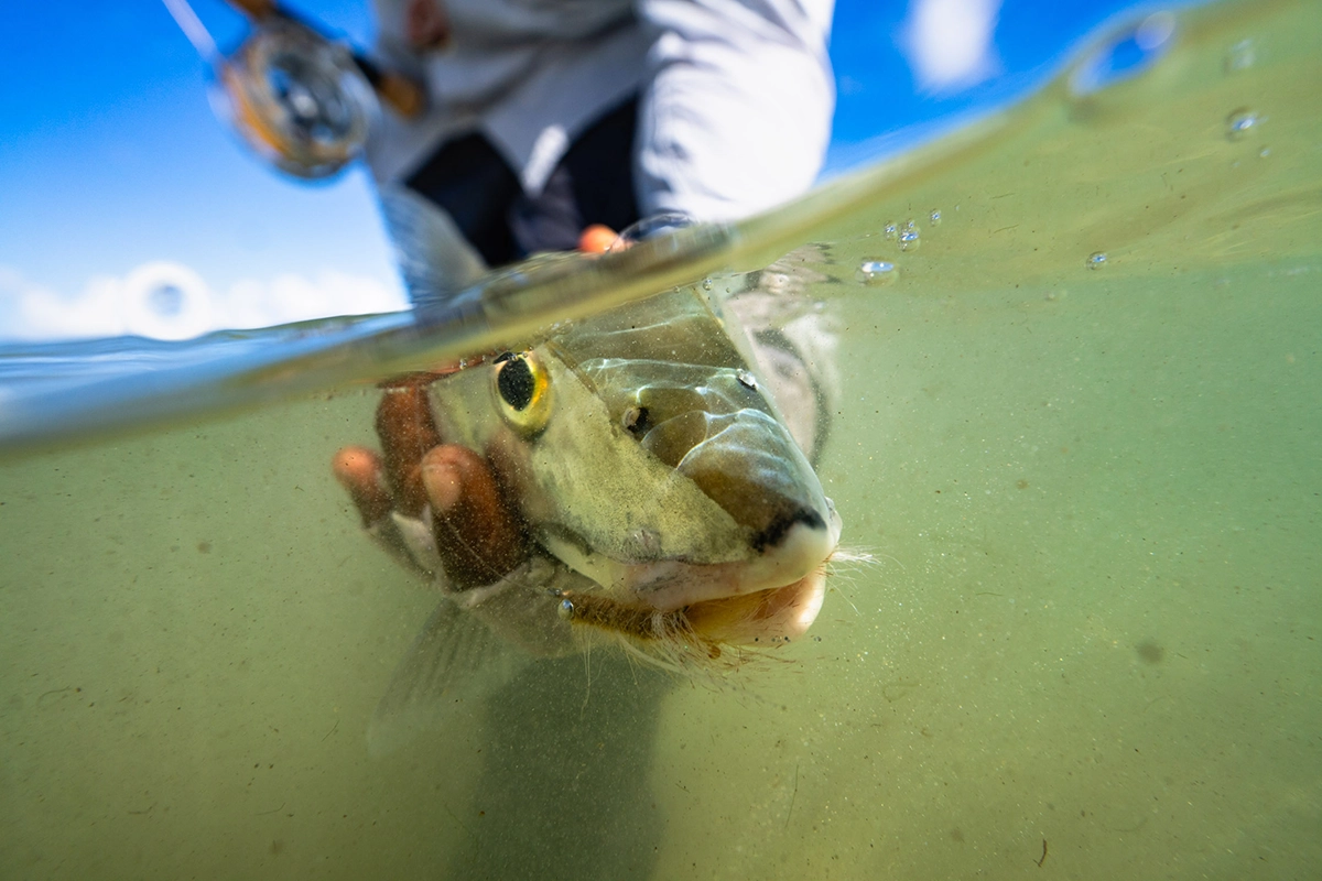 Pesca submarina durante una captura con mosca en el atolón Turneffe.