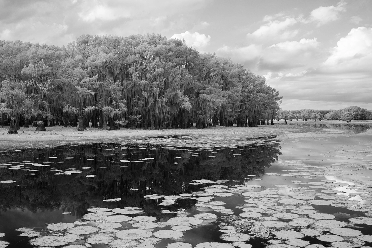 Photographie infrarouge en noir et blanc représentant des cyprès le long d'une rive marécageuse dans le sud, avec des nénuphars se reflétant sur une eau calme sous un ciel nuageux.